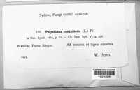 Polystictus sanguineus image